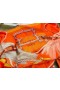Hermes Orange Projets Carres Shawl 140